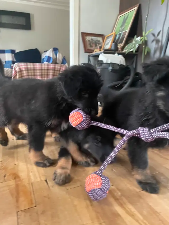German Shepherds Puppies Berger Allemand Chiots in Dogs & Puppies for Rehoming in Longueuil / South Shore - Image 12
