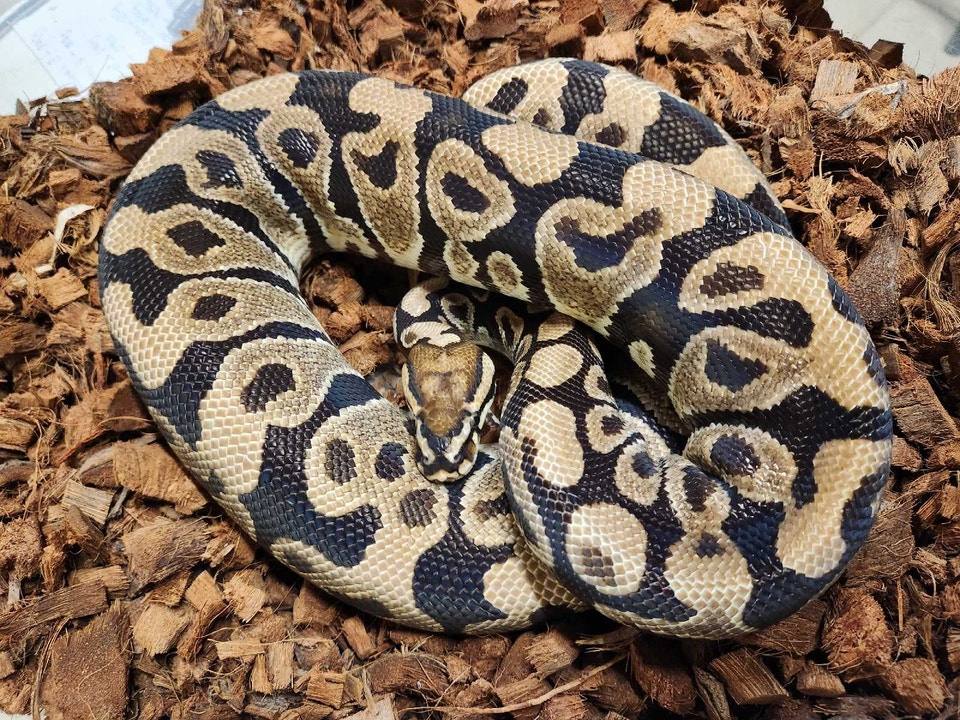 Remaining Ball Python Collection for Sale | Reptiles & Amphibians for ...