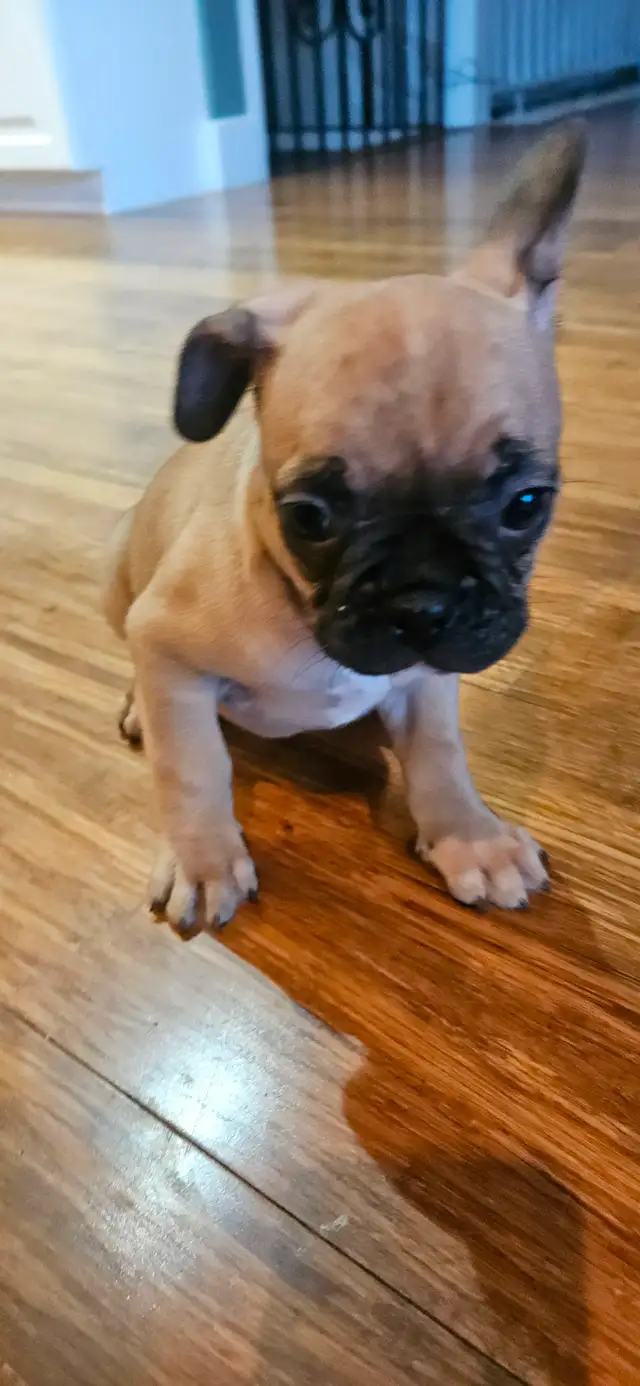 French bulldog in Dogs & Puppies for Rehoming in Victoria - Image 6