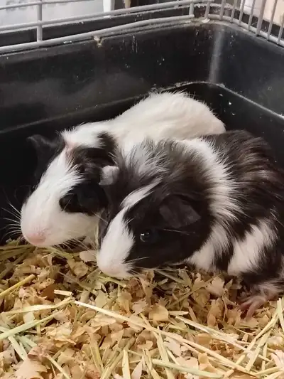 baby guinea pigs, View more