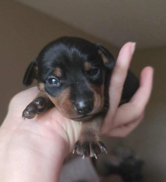 Miniature Pinschers in Dogs & Puppies for Rehoming in Winnipeg