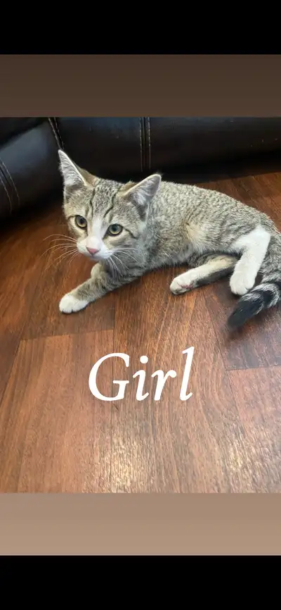 adorable kitten ready for loving home, View more
