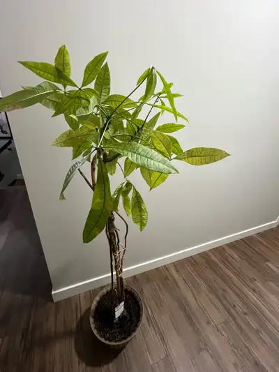 Vibrant Money Tree, View more