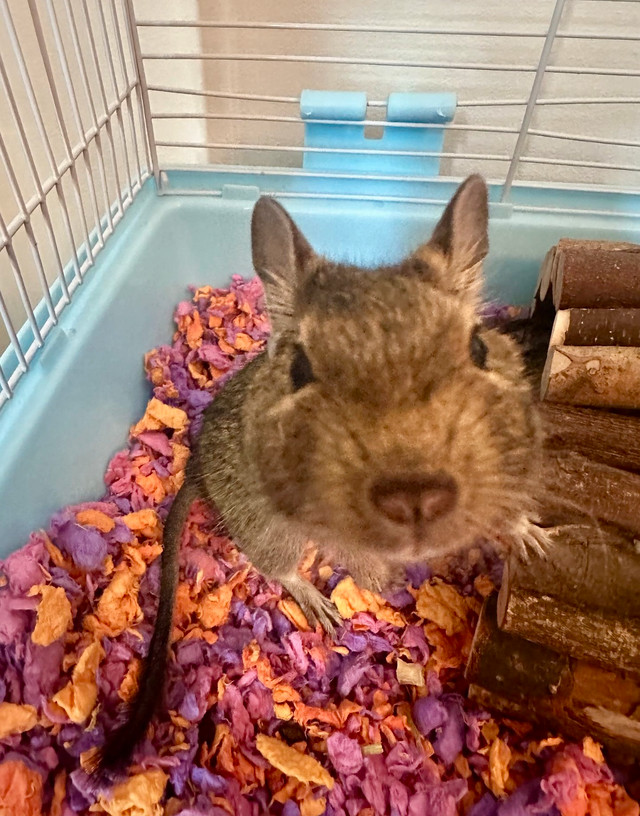 baby degus in Small Animals for Rehoming in Sudbury - Image 3