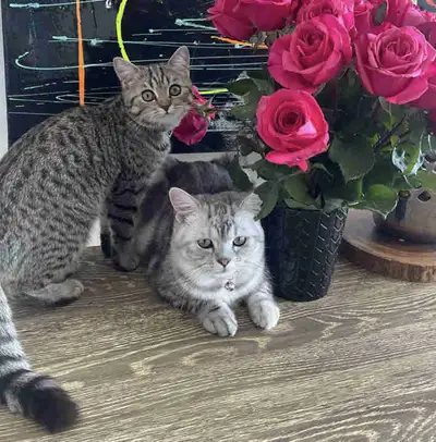 Couple de chats Scottish pure, View more