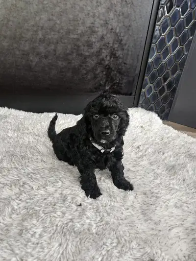 Poodle puppies for Sale, View more