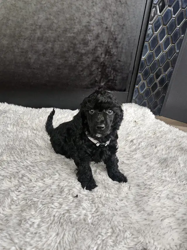 Poodle puppies for Sale in Dogs & Puppies for Rehoming in Edmonton - Image 2