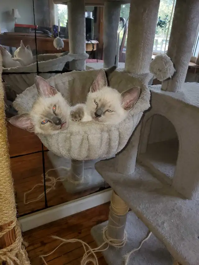 Siamese Kittens in Cats & Kittens for Rehoming in Oakville / Halton Region - Image 8