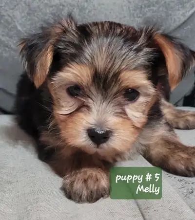 Yorkshire Terrier puppies, View more