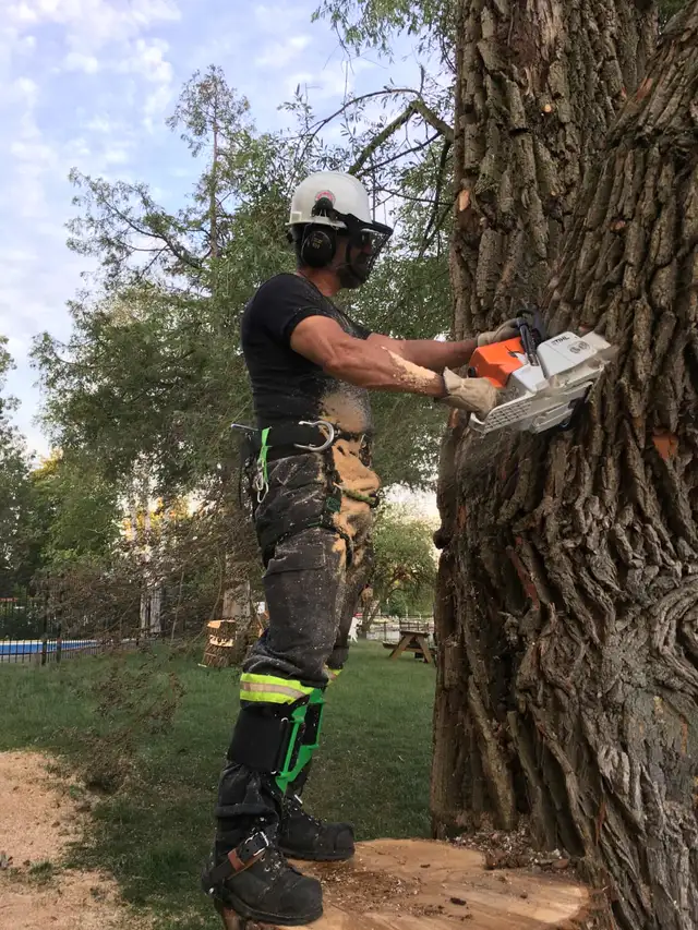 Tree Removal Services (Storm Clean-Up)