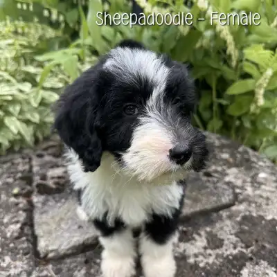 Ready to go to loving homes this weekend! Beautiful F1 Sheepadoodles Mom is a Old English Sheepd Dog...