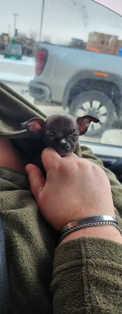 Mini Chihuahua Girl LAST ONE!!, View more