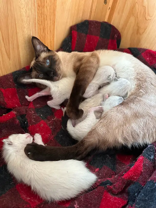 Deux Femelles siamois in Cats & Kittens for Rehoming in Saint-Hyacinthe - Image 3