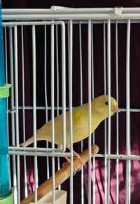 Timbrado canary 4 mth old