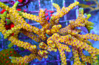 RR goldenrod anacropora coral frags