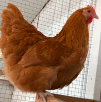 Poussins de poule Orpington Buff à vendre