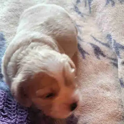 cocker spaniel/bichon  puppy, View more