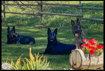 German Shepherd Working line pups, View more