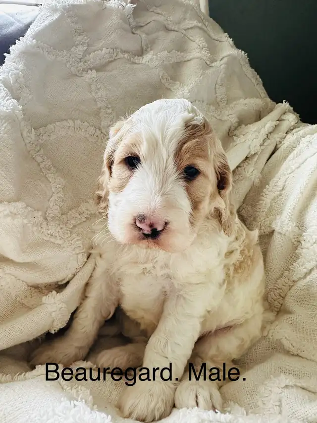 Stunning Cockapoos. in Dogs & Puppies for Rehoming in Edmonton - Image 8