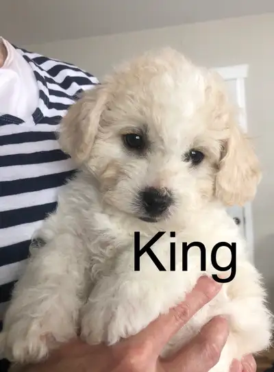 Adorable Bichon/Poodle Puppies, View more