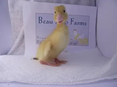 Beau Peep Farms - Remaining Waterfowl from Apr 18 - 20 weekend, View more