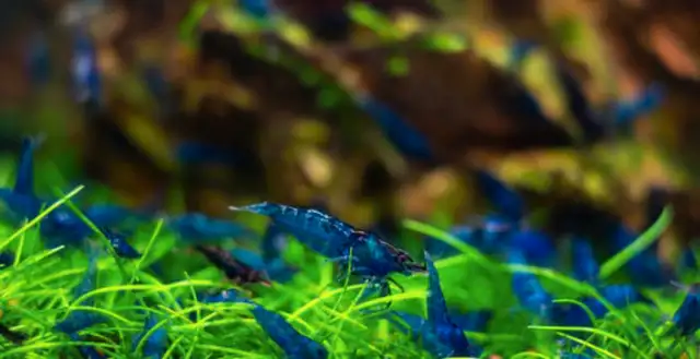 Looking For FREE aquarium Shrimp in Fish for Rehoming in Markham / York Region - Image 4