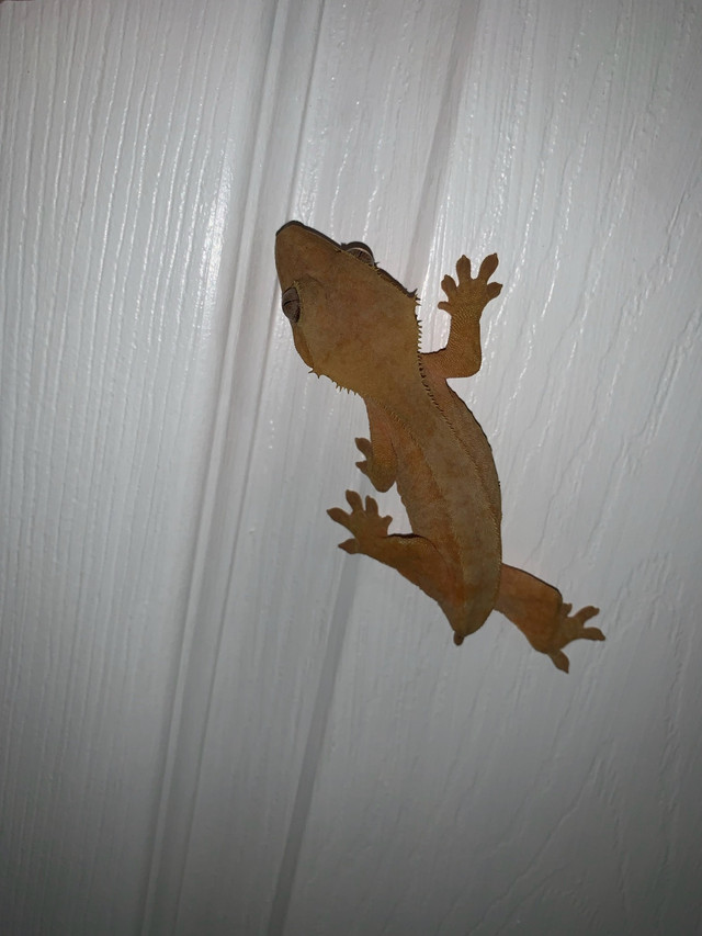 Red Hypo Phantom Crested Gecko Female in Reptiles & Amphibians for Rehoming in Windsor Region - Image 2