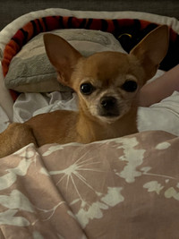 (PENDING) Loving little Female Chihuahua