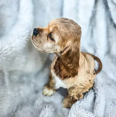 Canadian Cocker Spaniel Purebreed Puppies!!!!!, View more