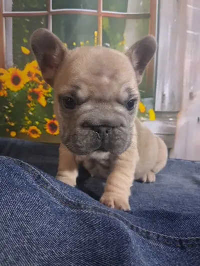 Femelle bouledogue français, View more