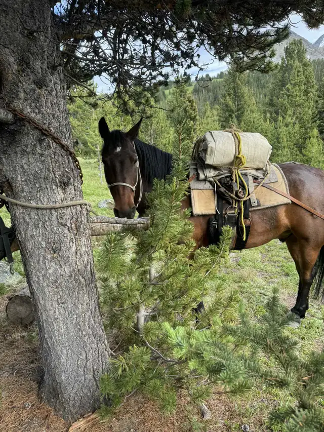 Green broke bay  gelding, 6 years old solid build 15 plus hands in Horses & Ponies for Rehoming in Fort St. John - Image 5