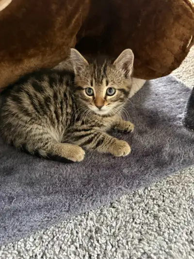 Looking for a home for this little guy. He’s been dewarmed and he’s very playful and cuddly. Dont ha...