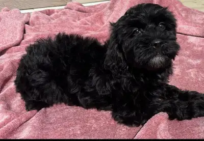 AUSSIEDOODLE, View more