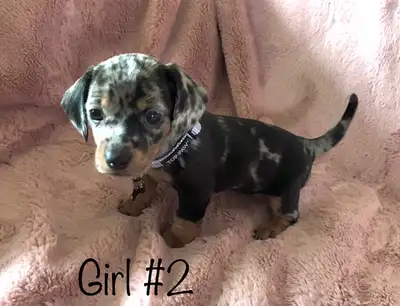 Our well loved pure-bred miniature Dachshund puppies are excited to find their forever homes. These...