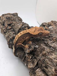Crested gecko 10g