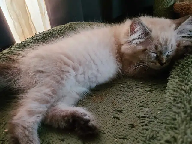 ADORABLE NEVA MASQUERADE SIBERIAN KITTENS