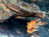 Couple poisson Ancistrus Super Red Shortfin