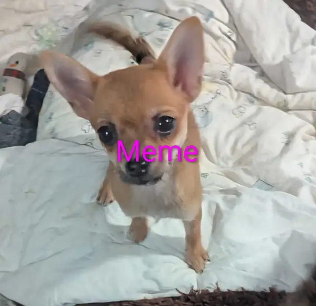 Sweet adorable Pomchi puppies in Dogs & Puppies for Rehoming in City of Toronto - Image 7