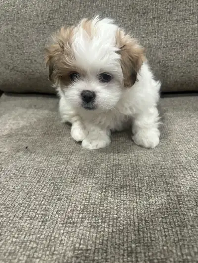 Shih Tzu  mix puppies, View more