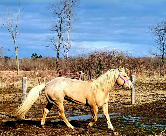 At Stud palomino blanketed appaloosa ApHC in Horses & Ponies for Rehoming in Belleville - Image 4