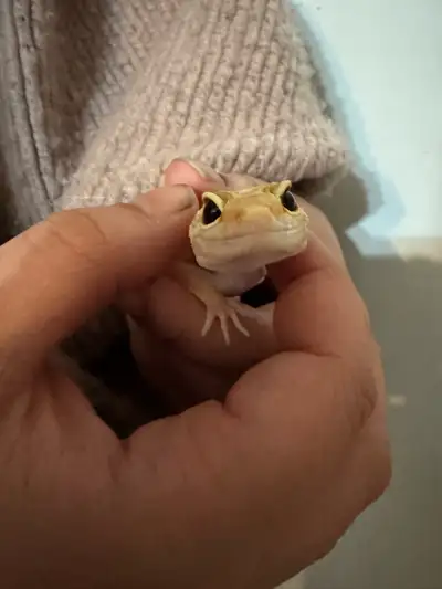 Gecko comes with 20”x10”x12” tank. Removable lid. Water dish, cave, and heat lamp included. He’s a g...