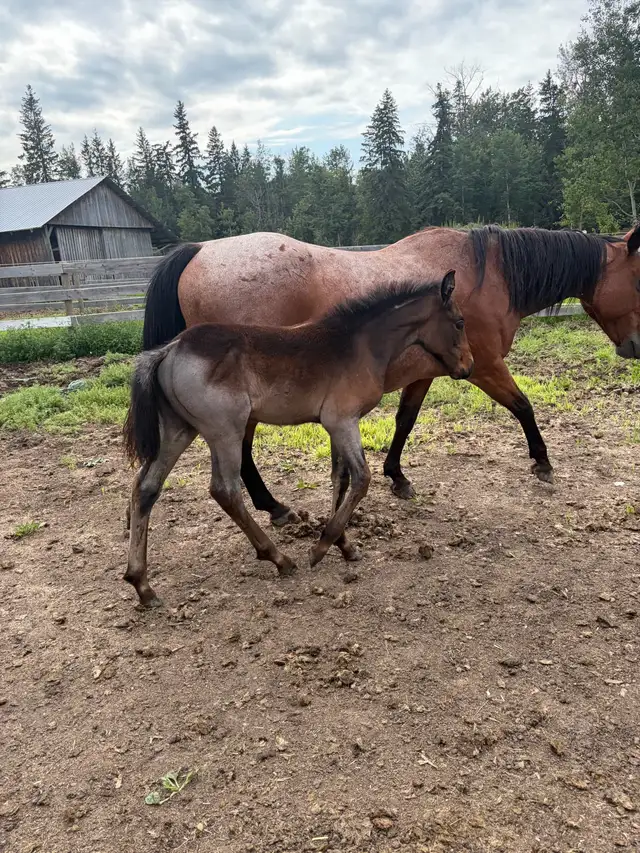 draft cross filly in Horses & Ponies for Rehoming in Edmonton - Image 5
