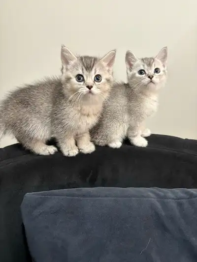 British Shorthair Kittens, View more
