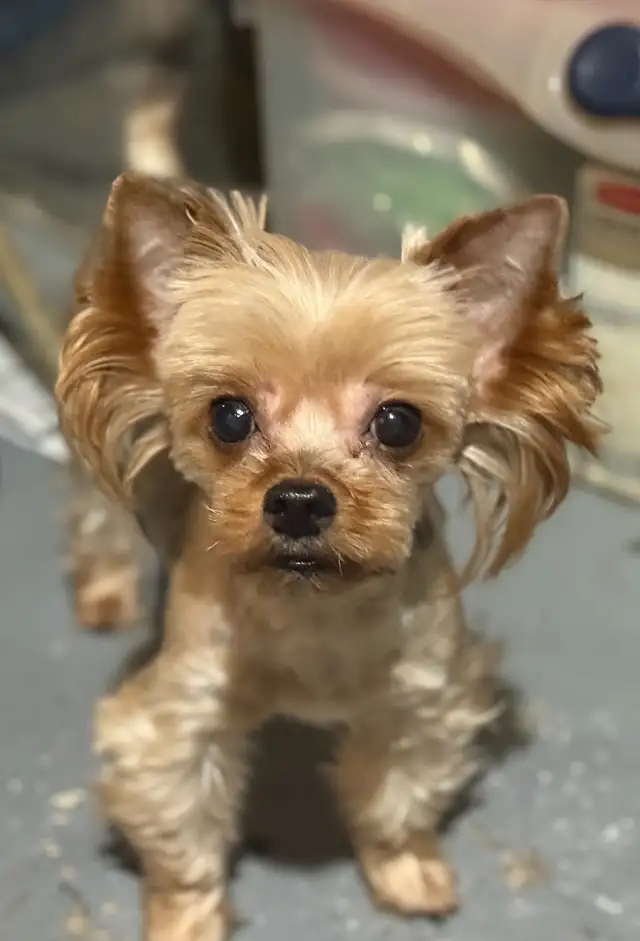 Adult  Yorkshire terrier  for sale in Dogs & Puppies for Rehoming in Oakville / Halton Region - Image 5