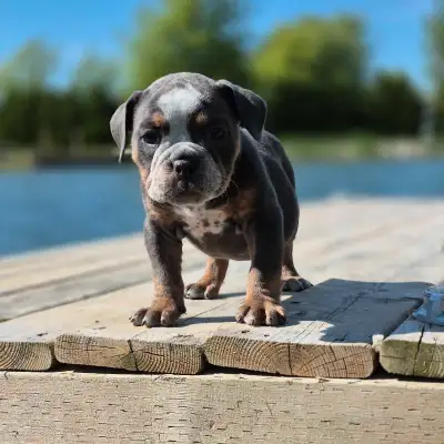 Old English bulldog, View more