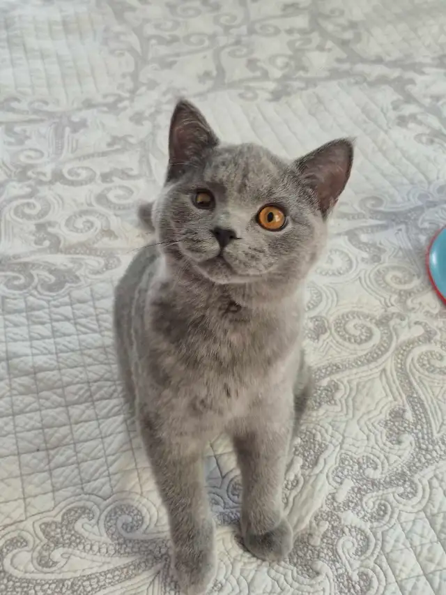 chaton mâle British Shorthair bleu in Cats & Kittens for Rehoming in West Island - Image 6