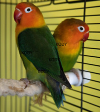 Green Fischer's pair of Lovebirds