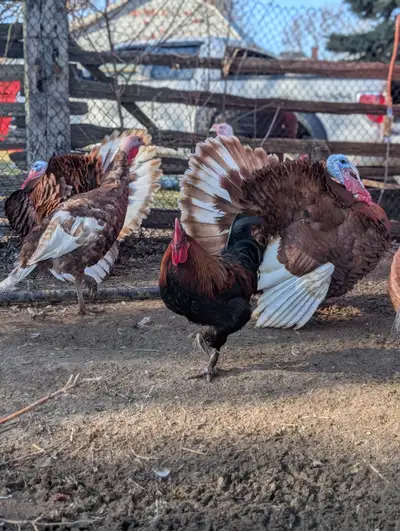 Bourbon Reds are a beautiful, heritage breed known for their rich flavor, strong foraging ability, a...