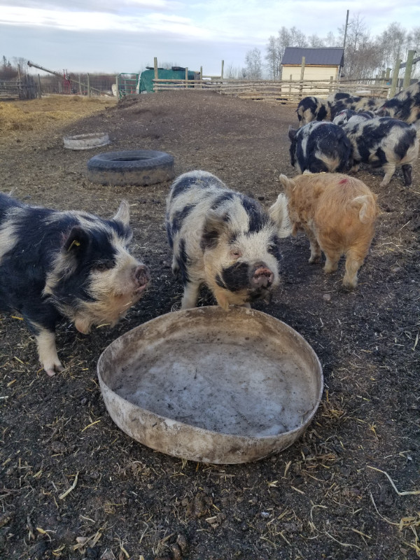 KuneKunes in Livestock in Saskatoon
