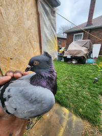 Serbian high flyer pigeon 